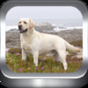 Dog Breeds Photo Catalog HD