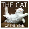 CAT OF THE YEAR 2010 - The world prettiest cat ...