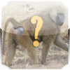 Animal Quiz EN