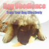 Dog Obedience Secrets