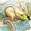 Chipmunk 's - Small Furry Creatures in Your Hands