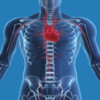 Cardiovascular System Quiz