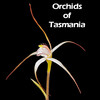 Orchids of Tasmania