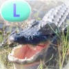 Crocs and Gators - LAZ Reader [Level L-second grade]