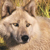 Colorado Wolf and Wildlife Center