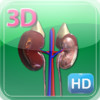 3D Human Kidney Pro