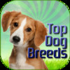 Dog Breeds Pet Finder