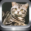 Cat Breeds Photo Catalog