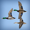 Ducks Unlimited Waterfowl Migration App