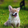 Sweet Puppies - Wallpapers & Slideshow HD