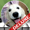 Dog Piano Deluxe