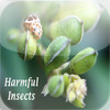 Harmful Insects