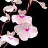 Orchids Fine Art