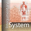 Integumentary System