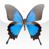 MyButterfly