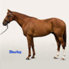 Darley Stallions 2013