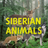 Siberian Animals