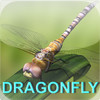 Dragonfly Gems Collector