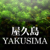 Yakushima: A Picture Tour of the Forest of Souls