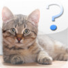 Cat Breed Quiz