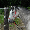 Riding Exercises 2 - Horsemanship, Dressage and Showjumping