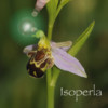 OrchidId - The British Orchid Identification Guide