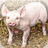 Pigs - Mud Pits and Farms To You