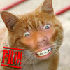 Cat Me Pro