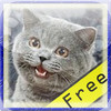 LolCat Quiz Free