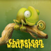 Chameleon Wallpapers and Backgrounds