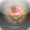 Hummingbirds-HD