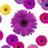 Purple Daisy Officemate