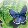 Butterflies for iPad