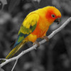 Color Effects Photo Editor