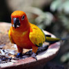 Colorful Birds - Wallpaper & Slideshow HD