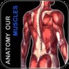 Anatomy Our Muscles