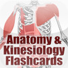 Anatomy & Kinesiology Flashcards