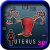 Uterus Anatomy