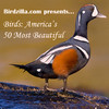 Birds: America’s 50 Most Beautiful