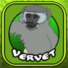 Vervet