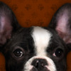 French Bulldog - Dog Collection