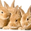 Fluffy Bunnies Jigsaw Puzzle HD