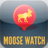 Moose Watch