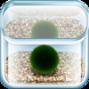 The Marimo