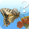 Butterfly Quiz