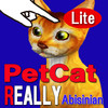 Abyssinian Petting Cat 3D REAL Lite