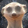 Suricate