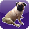 Farting Pug