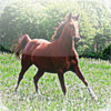 Horse 's - Galloping from the Open Field to Your Device