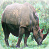 Rhinos - Charging Your Device Out of Africa / Asia